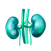 Illustration Nephrologie